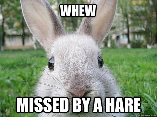 WHEW Missed by a hare  Rabbit webcam
