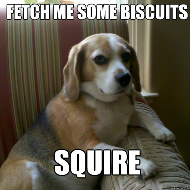 FETch me some biscuits  Squire  judgmental dog