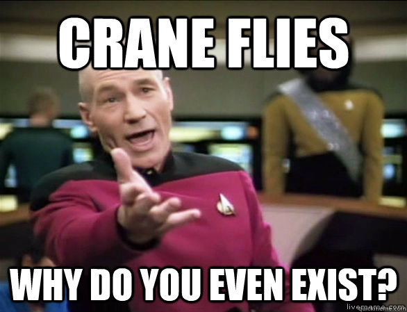 crane flies why do you even exist?  Annoyed Picard HD
