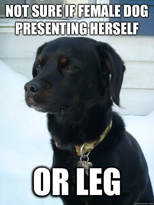 Not sure if female dog presenting herself Or leg  Philosophical Puppy