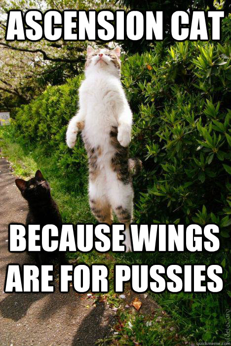 Ascension Cat Because Wings are for Pussies - Ascension Cat Because Wings are for Pussies  Misc