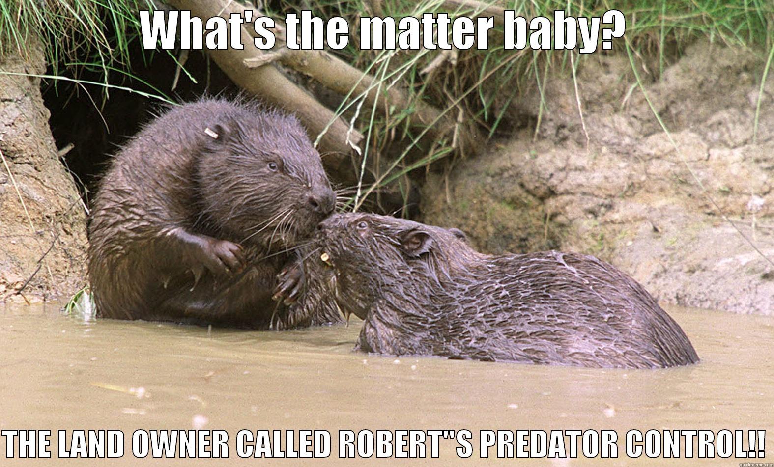 Unhappy beaver. - WHAT'S THE MATTER BABY?  THE LAND OWNER CALLED ROBERT