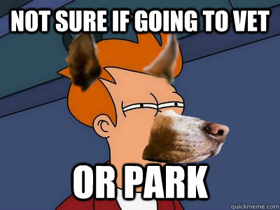 Not sure if going to vet or park - Not sure if going to vet or park  Dog Futurama Fry