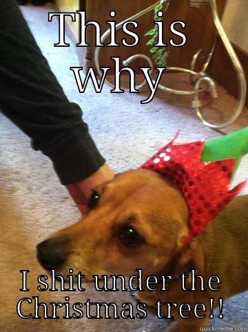 THIS IS WHY I SHIT UNDER THE CHRISTMAS TREE!! Misc
