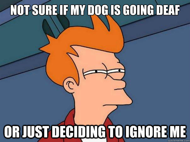 Not sure if my dog is going deaf Or just deciding to ignore me - Not sure if my dog is going deaf Or just deciding to ignore me  Futurama Fry