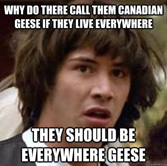 Why do there call them Canadian geese if they live everywhere they should be everywhere geese - Why do there call them Canadian geese if they live everywhere they should be everywhere geese  conspiracy keanu