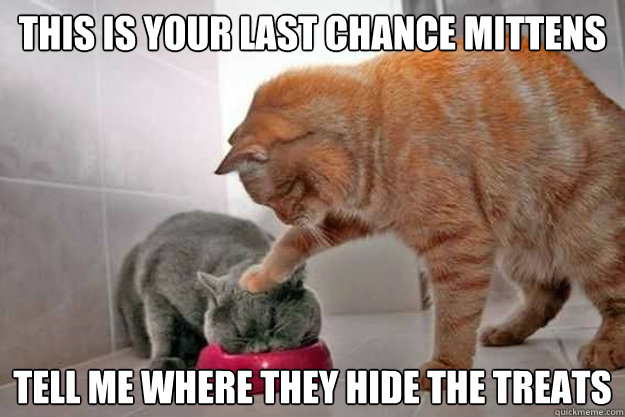 This is your last chance mittens tell me where they hide the treats - This is your last chance mittens tell me where they hide the treats  Misc