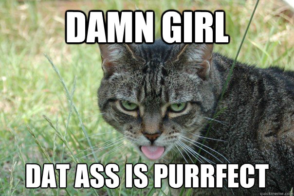 Damn Girl Dat Ass is purrfect  Lustful Cat
