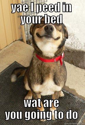YAE I PEED IN YOUR BED WAT ARE YOU GOING TO DO Good Dog Greg