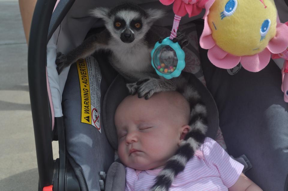 My friend had her daughters at a zoo when she heard, 