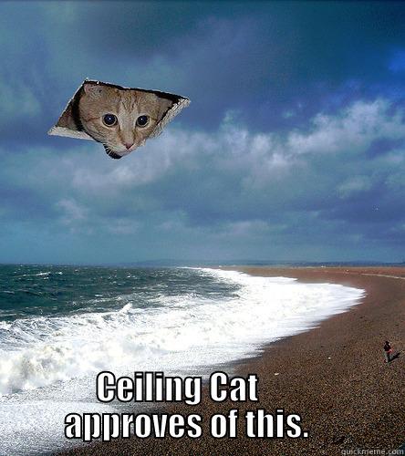 Ceiling cat approves beach -  CEILING CAT                  APPROVES OF THIS.               Misc