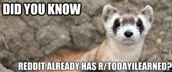 Did you know reddit already has r/TodayIlearned? - Did you know reddit already has r/TodayIlearned?  Fun-Fact-Ferret