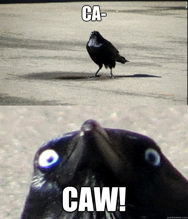 ca- CAW! - ca- CAW!  Insanity Crow