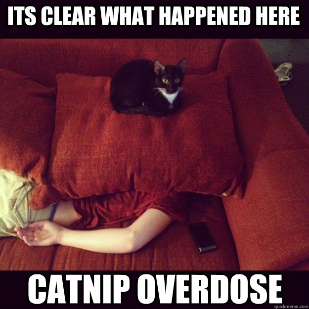 Its clear what happened here Catnip overdose  jealous cat