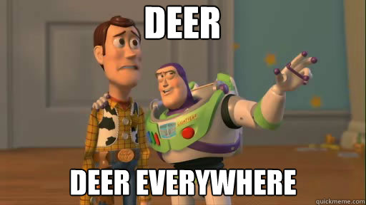 Deer Deer Everywhere  Everywhere