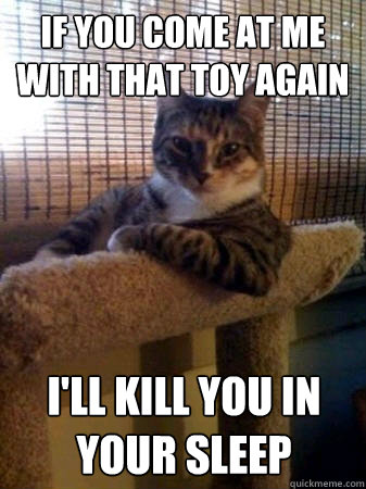 if you come at me with that toy again i'll kill you in your sleep  The Most Interesting Cat in the World