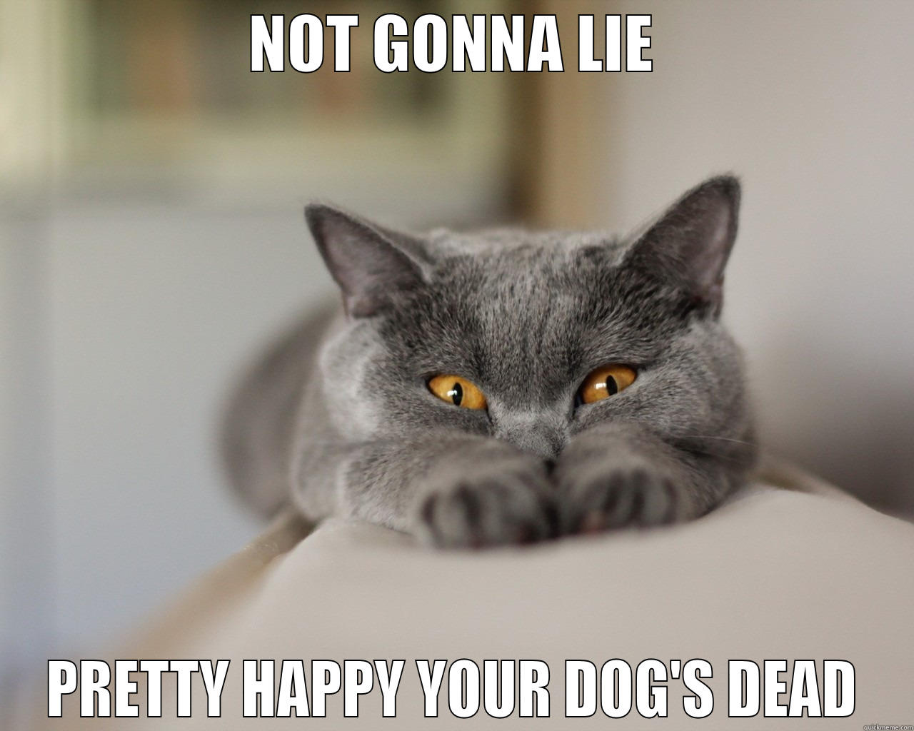 SASSY CAT - NOT GONNA LIE PRETTY HAPPY YOUR DOG'S DEAD Misc