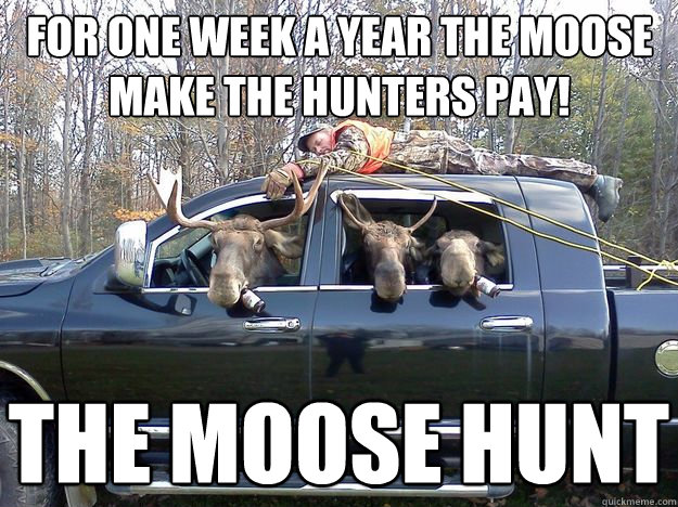 for one week a year the moose make the hunters pay! THE MOOSE HUNT  
