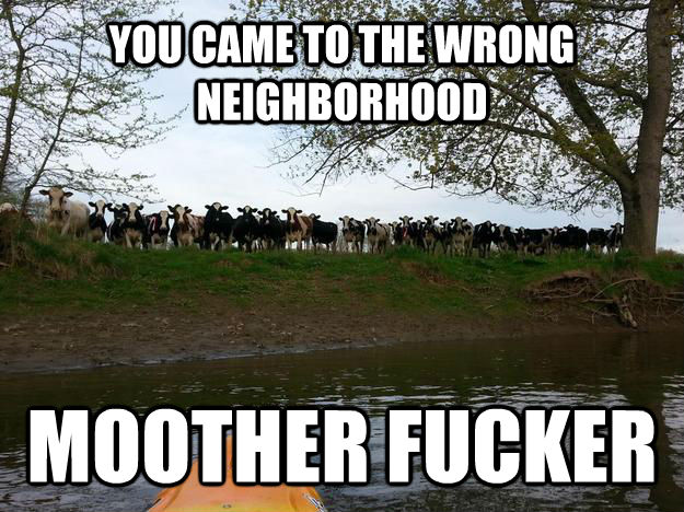YOU CAME TO THE WRONG NEIGHBORHOOD  MOOTHER FUCKER  - YOU CAME TO THE WRONG NEIGHBORHOOD  MOOTHER FUCKER   untitled meme