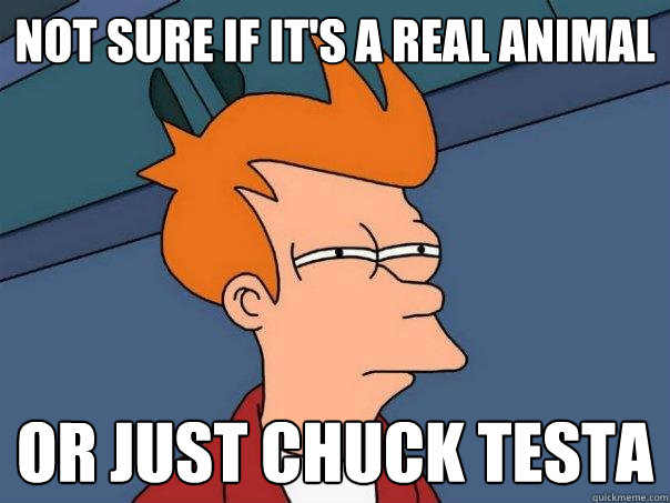Not sure if it's a real animal or just Chuck Testa - Not sure if it's a real animal or just Chuck Testa  Futurama Fry
