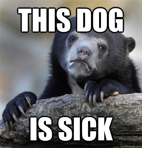 this dog is sick - this dog is sick  Confession Bear