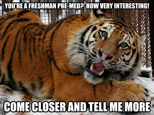 You're a freshman pre-med?  How very interesting! Come closer and tell me more - You're a freshman pre-med?  How very interesting! Come closer and tell me more  Fascinated Tiger