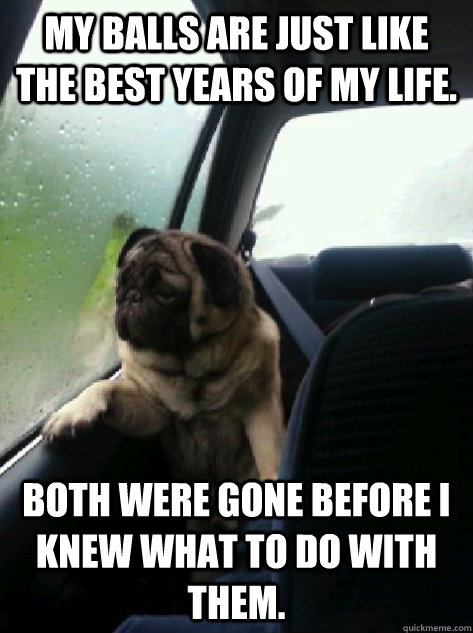 My balls are just like the best years of my life. both were gone before i knew what to do with them.  Introspective Pug