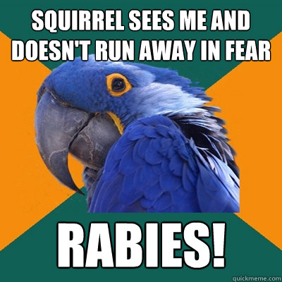 Squirrel sees me and doesn't run away in fear RABIES!  Paranoid Parrot