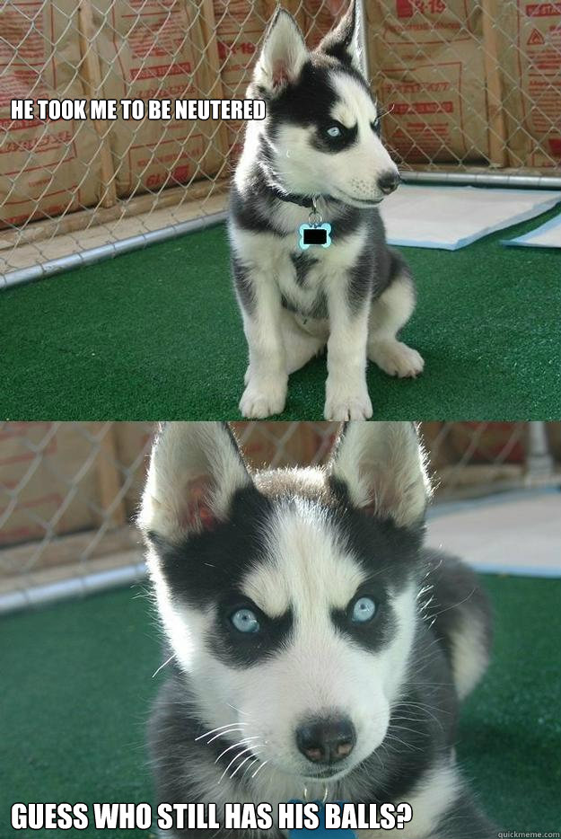 He took me to be neutered Guess who still has his balls?  Insanity puppy