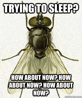 Trying to sleep? how about now? how about now? how about now? - Trying to sleep? how about now? how about now? how about now?  Fly logic