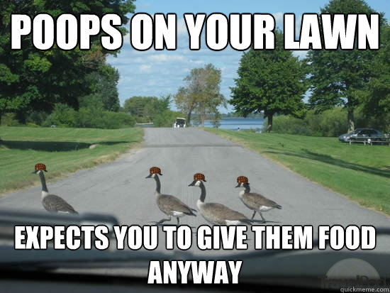 Poops on your lawn expects you to give them food anyway  Scumbag Geese