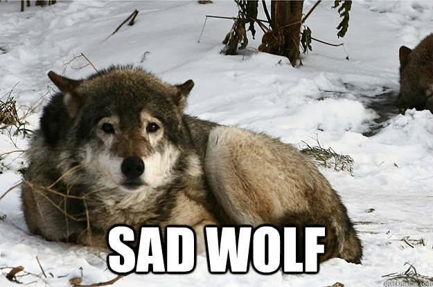  sad wolf  