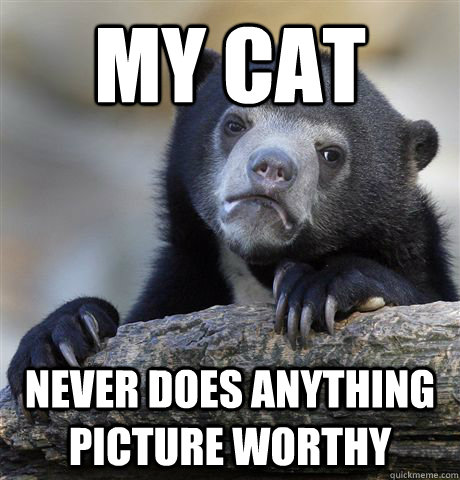 My cat never does anything picture worthy  Confession Bear