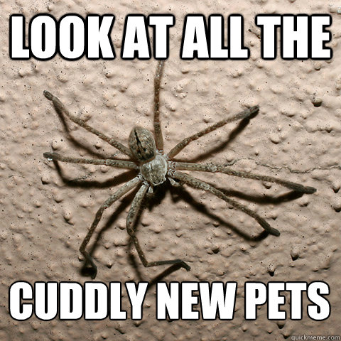Look at all the cuddly new pets  creepy spider