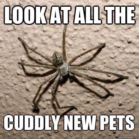 Look at all the cuddly new pets  creepy spider