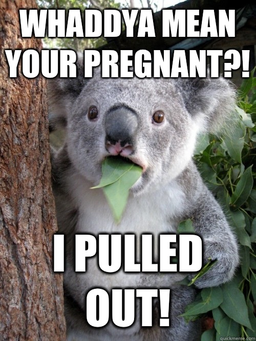 Whaddya mean your pregnant?! I pulled out!  koala bear