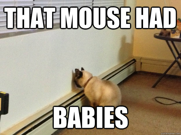 that mouse had babies  Regretful Cat