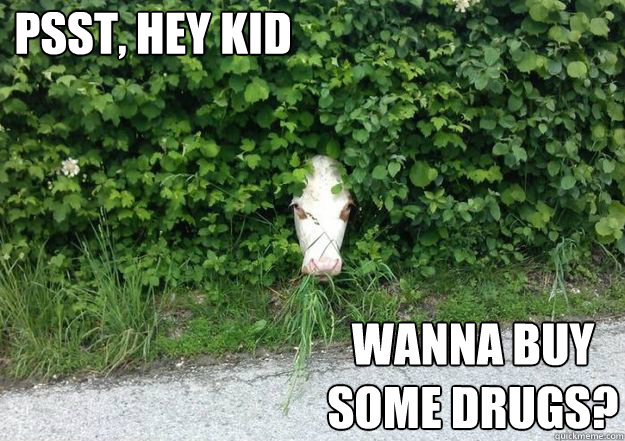 Psst, Hey Kid Wanna buy some drugs? - Psst, Hey Kid Wanna buy some drugs?  drug cow