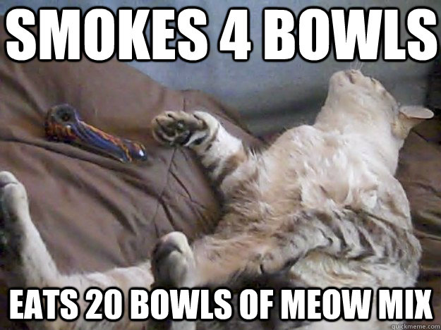 Smokes 4 bowls Eats 20 bowls of meow mix - Smokes 4 bowls Eats 20 bowls of meow mix  Stoner Cat