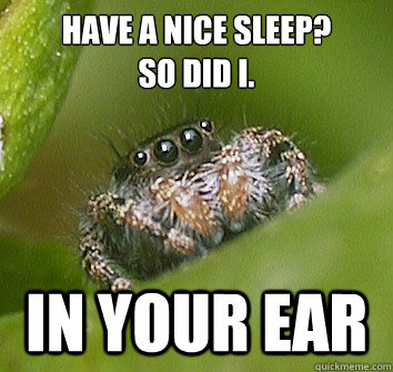 Have a nice sleep?
So did I. In your ear - Have a nice sleep?
So did I. In your ear  Misunderstood Spider