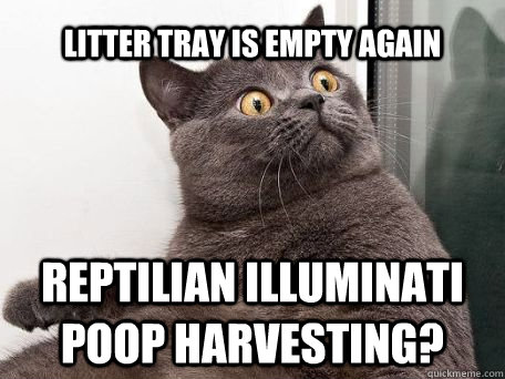 Litter tray is empty again reptilian illuminati poop harvesting?    conspiracy cat