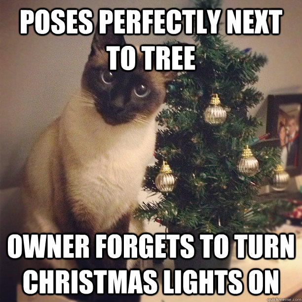 Poses Perfectly next to tree Owner forgets to turn christmas lights on  Cat Pose Fail