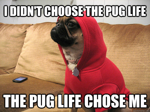 I didn't choose the pug life The pug life chose me  Thug Dog