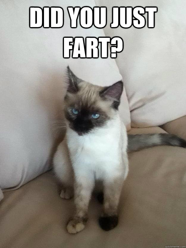 did you just fart?   