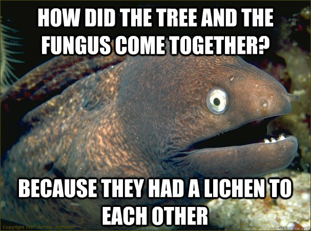 How did the tree and the fungus come together? because they had a lichen to each other  Bad Joke Eel