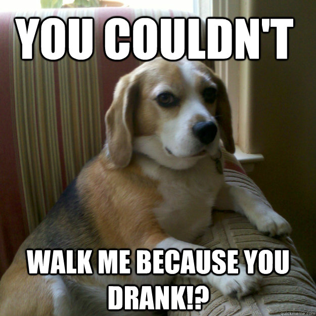 You couldn't walk me because you drank!?  judgmental dog