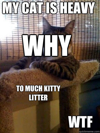 My cat is heavy why To much kitty litter wtf
  The Most Interesting Cat in the World