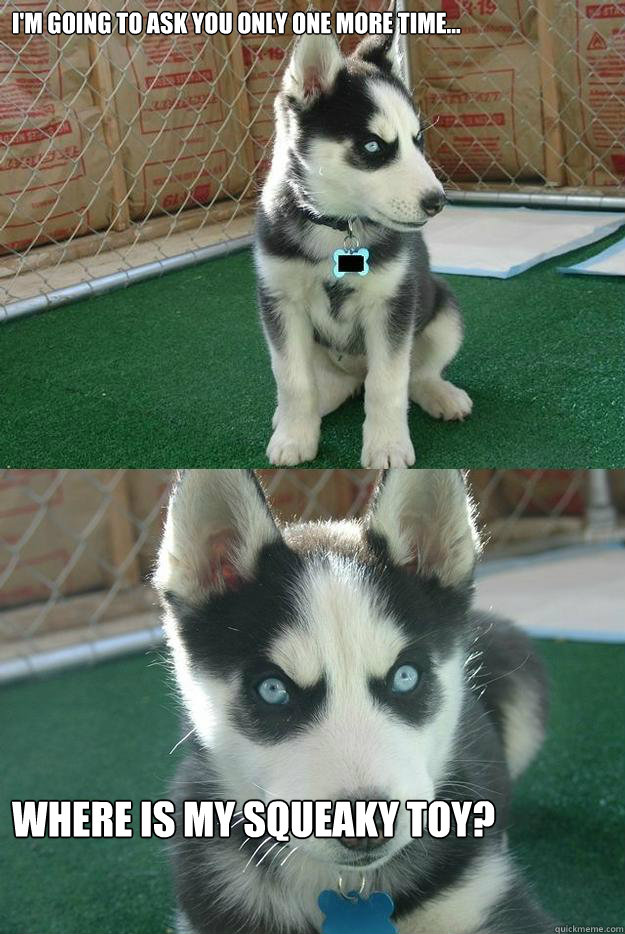 I'm going to ask you only one more time... where is my squeaky toy?  Insanity puppy