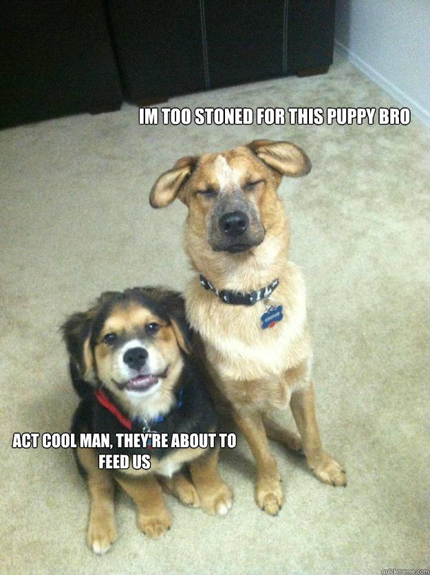 im too stoned for this puppy bro act cool man, they're about to feed us  - im too stoned for this puppy bro act cool man, they're about to feed us   Misc
