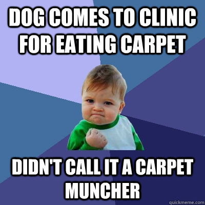 Dog comes to clinic for eating carpet Didn't call it a carpet muncher  Success Kid